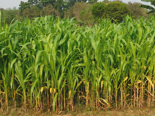 Fototapeta premium Agriculture industry concept, Selective focus of green young corn trees in the field with green leaves, Fully grown maize plants in plantation on countryside.