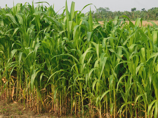 Agriculture industry concept, Selective focus of green young corn trees in the field with green leaves, Fully grown maize plants in plantation on countryside.