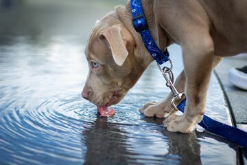 Closeup shot of a fawn sable pitbull puppy drinking water from a pond.