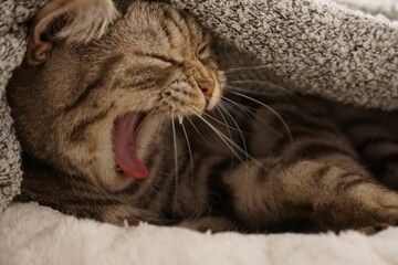 Naklejka na ściany i meble Portrait of an adorable yawning tabby cat under a blanket.