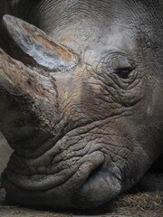 Closeup shot of a sleeping rhinoceros.