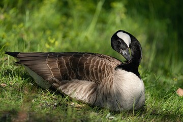 Closeup of a duck pecking on its feathers on green grass