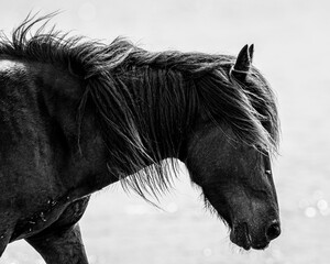 Grayscale of a black horse walking near a body of water