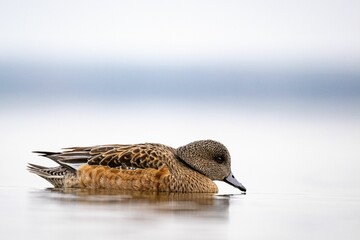 Duck floating on the calm water of a lake