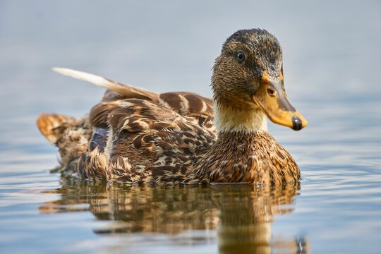 Closeup of a vibrant duck swimming in tranquil water on a sunny day