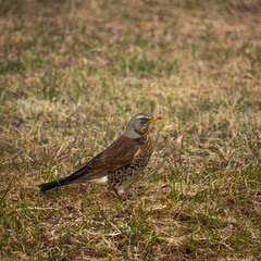 A female Blackbird on short grass on a lawn.