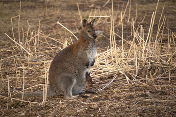 Swamp wallaby (Wallabia bicolor), also known as the black wallaby.