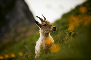 Adorable small ibex in the lush grassy fields of a hilltop