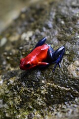 Closeup of a Blue Jeans Frog sitting on a rock
