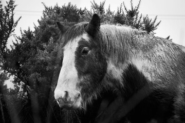 Black and white shot of a majestic horse standing with an array of trees in the backdrop
