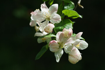 Beautiful branch of blossoming apple tree against blurred green background. Close-up of white with pink apple flowers. Selective focus. There is place for your text