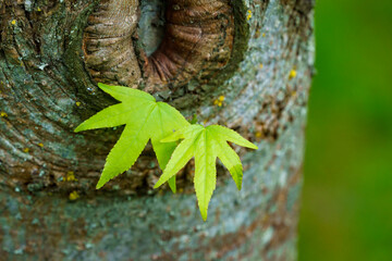 Liquidambar styraciflua or American sweetgum with two fresh green leaves on gray trunk background. Selective focus. Nature concept for spring design