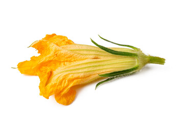 Zucchini flower isolated on white background.