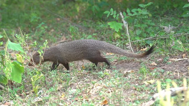 Close-up view of a small Asian mongoose walking in a wild nature