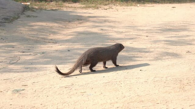 Close-up view of a small Asian mongoose walking in a wild nature