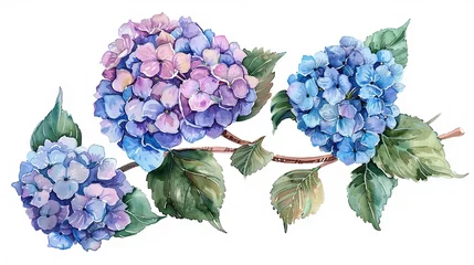 Foto op Aluminium Watercolor hydrangea clipart with clusters of blue, purple, and pink flowers ,high detailed © BURIN93