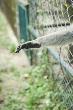 Brown-furred monkey stretching  hands out  in a zoot on a sunny day