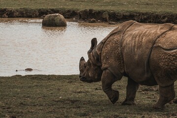 Large rhinoceros standing on grass next to a body of water