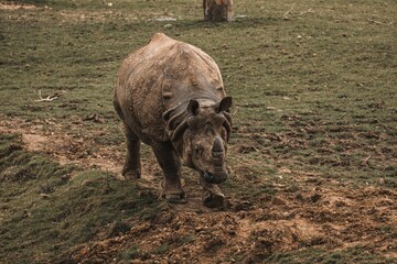 Large rhinoceros walking around in a grassy enclosure