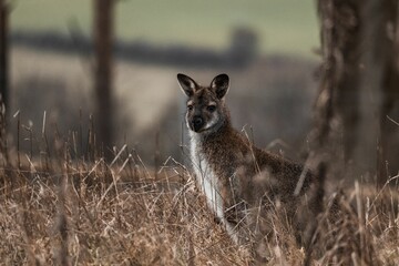 A beautiful Australian kangaroo in a field looking around