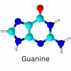 Guanine 3D