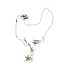 color sketch of a hen with a transparent background