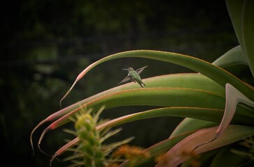 Obraz premium Hummingbird in the national park