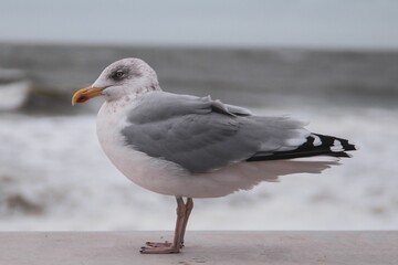 Seagull perched on a wooden pier on the seashore