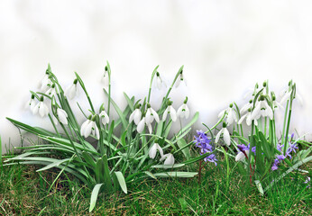 White snowdrops and blue flowers ( Scilla bifolia ) in grass on a light background with space for text