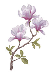 Hand painted acrylic illustration of magnolia flower. Perfect for poster, home textile, packaging design, stationery, wedding invitations and other prints - 767946416
