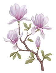 Hand painted acrylic illustration of magnolia flower. Perfect for poster, home textile, packaging design, stationery, wedding invitations and other prints - 767946434