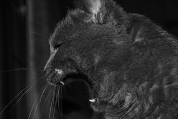 Grayscale shot of a cat appearing to snarl and hiss at something unseen on the floor - obrazy, fototapety, plakaty