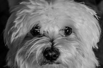 Closeup shot of an adorable puppy looking directly at the camera with an inquisitive expression