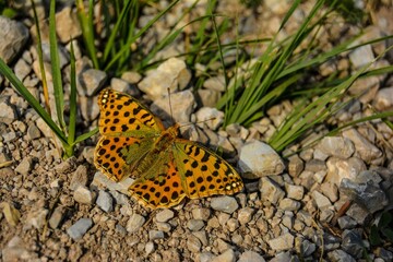 Orange butterfly with black dots