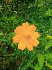 orange flower in the garden