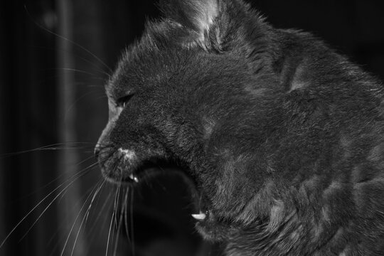 Grayscale shot of a cat appearing to snarl and hiss at something unseen on the floor