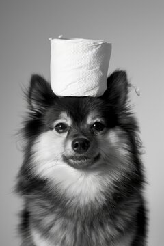 Dog with a toilet paper on its head, black and white photography made with Generative AI
