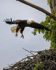 Majestic bald eagle flying over the lush green trees