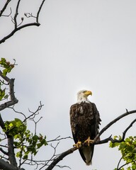 Majestic bald eagle perched atop a tree branch on the backdrop of a cloudy sky