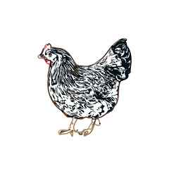 color sketch of a hen with a transparent background