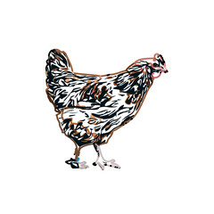 color sketch of a hen with a transparent background