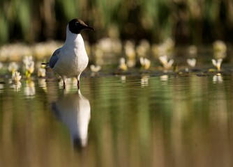 Black-headed gull standing in the water, surrounded by flowers