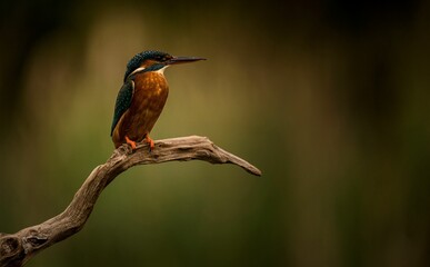 Brightly colored kingfisher perched on a barren tree branch in its natural habitat