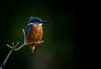 Brightly colored kingfisher perched on a barren tree branch in its natural habitat