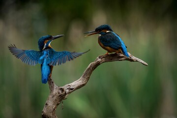 Pair of kingfishers perched on a sun-drenched wooden branch