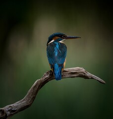 Brightly colored kingfisher perched on a barren tree branch in its natural habitat