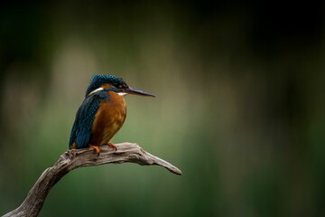 Brightly colored kingfisher perched on a barren tree branch in its natural habitat
