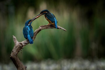 Pair of kingfishers perched on a sun-drenched wooden branch