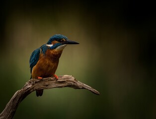 Brightly colored kingfisher perched on a barren tree branch in its natural habitat