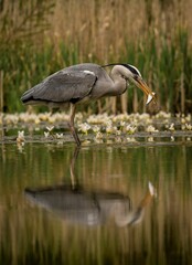 Gray heron stands in shallow water, a piece of food in its beak